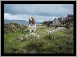 Basset, Hound, Kamienie, Trawa