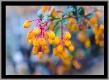 Berberys, Kwiaty