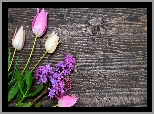 Tulipany, Bez, Deski