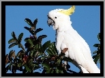Biała, Papuga, Kakadu, Drzewo