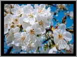 Gałązki, Białe, Kwiaty, Drzewo owocowe, Niebieskie tło