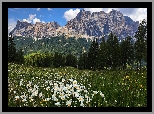 Góry, Dolomity, Łąka, Białe, Kwiaty, Drzewa, Włochy