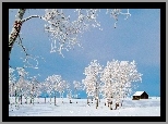 Białe, Drzewa, Śnieg, Domek