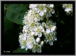 Białe, Kwiatki, Jarzębiny, Wiosna, Makro