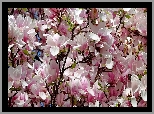 Biało-różowe, Magnolie, Kwiaty, Gałązki