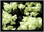 Biały, Rododendron, Odmiany, Campylocarpum