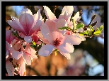 Kwiaty, Bladoróżowe, Magnolia