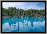 Błękitny, Staw, Hokkaido, Japonia, Drzewa