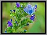 Błękitny, Motyl, Kwitnąca, Roślina