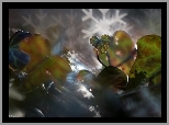 Liście, Bluszcz, Bokeh