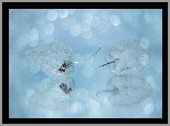 Miechunki, Bokeh, Makro