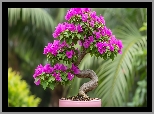 Drzewko bonsai, Purpurowe, Kwiaty, Donica