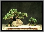 Bonsai