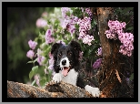 Border collie, Bez, Konar