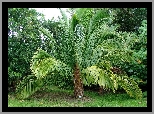 Ogród, Botaniczny, Palma