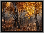 Jesień, Las, Drzewa, Brzozy, Liście, Trawa, Mgła
