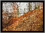 Jesień, Drzewa, Brzozy, Liście, Skarpa, Rzeka Kabanka, Demarino, Obwód czelabiński, Rosja