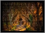 Droga, Aleja, Bukowa, Dark Hedges, Drzewa, Buki, Hrabstwo Antrim, Irlandia Północna