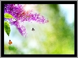 Kwiaty, Bzu, Motyle