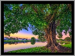 Stany Zjednoczone, Floryda, Palm Beach Gardens, Park Stanowy Lake Catherine, Drzewo, Jezioro