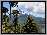 Góra, Wulkan Llaima, Drzewa, Araukarie chilijskie, Park Narodowy Conguillio, Chile