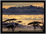 Drzewa, Chmura, Tanzania