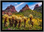 Stany Zjednoczone, Arizona, Oatman, Góry, Skały, Kaktusy cholla