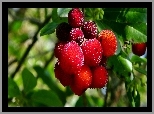 Chruścina Jagodna, Arbutus Unedo, Owoce, Rozmycie