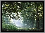 Ciemno, Zielone, Drzewa, Las, Przebijające, Światło