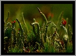 Cladonia, Porost, Zieleń, Makro