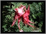 Clianthus, Puniceus