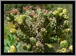 Cylindropuntia, Prolifera