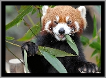 Panda, Czerwona, Liście