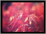 Czerwone, Liście, Bokeh, Rozmycie