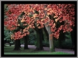 Czerwone, Liście, Drzewa, Park