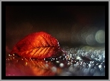 Czerwony, Liść, Bokeh, Makro