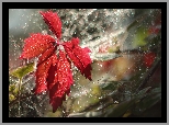 Czerwony, Liść, Pajęczyna, Bokeh