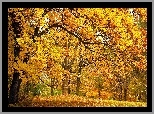 Jesień, Dąbrowa, Polana, Opadłe, Liście, Światło, Cień