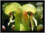 Darlingtonia