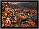 Park Narodowy Dartmoor, Skały, Wzgórza, Kamienie, Drzewo, Trawa, Hrabstwo Devon, Anglia