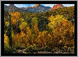 Stany Zjednoczone, Arizona, Pustynia Sonora, Sonoran Desert, Góry, Drzewa, Kaktusy, Jesień