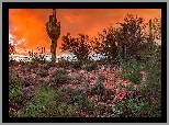 Stany Zjednoczone, Arizona, Tucson, Pustynia, Sonoran Desert, Zachód słońca, Kaktusy, Krzewy