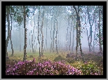Anglia, Park Narodowy Peak District, Stanton Moor, Drzewa, Brzozy, Las, Mgła, Polana, Wrzosy, Wrzosowisko
