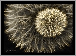 Dmuchawce, Fractalius