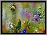 Mniszek, Dmuchawce, Bokeh