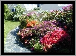 Dom, Ogród, Kwitnące, Krzewy, Rododendronów