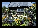 Domek, Ogródek, Kwiatowy, Słoneczniki