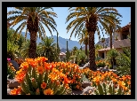 Pomarańczowe, Kwiaty, Palmy, Domy