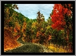 Droga, Zakręt, Drzewa, Jesień