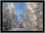 Droga, Przez, Las, Zimą